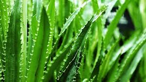 Aloe vera helpful in reducing sugar